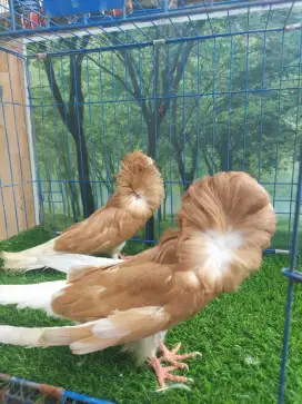 MERPATI HIAS // BURUNG HIAS JACOBIN REMAJAAN SEPASANG WARNA COKLAT
