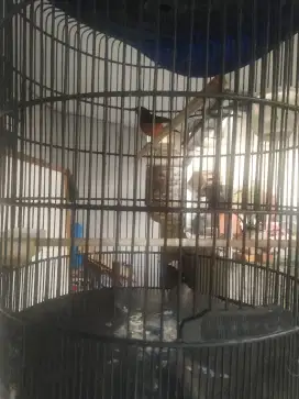 Jual aja Burung murai