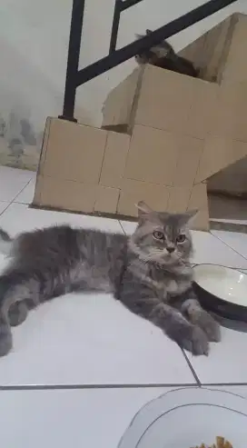 Kucing persia jantan