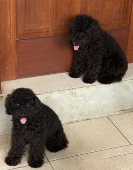 Female Full Black Toy Poodle