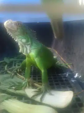 Jual aja Iguana green