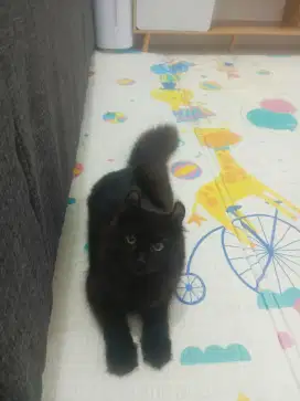 Kucing american curl / kitten acl / American curl / curl