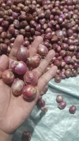 Bawang merah siap konsumsi