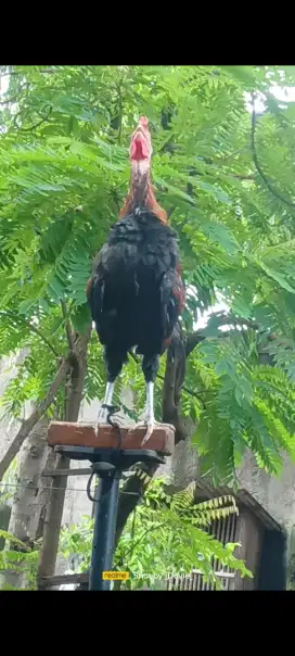 Ayam ketawa Kokok kunti