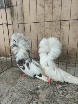 Merpati Hias // Burung Hias Jacobin Sepasang. #jacobin