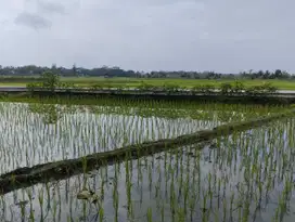 JUAL TANAH KULONPROGO DI KEMBANG NANGGULAN VIEW SAWAH