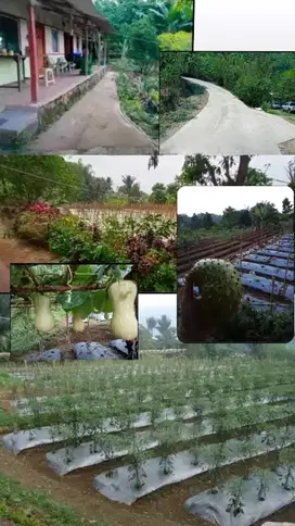 DIJUAL TANAH KEBUN SIAP PAKAI DI CIPANAS PUNCAK