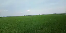 DIJUAL LAHAN SAWAH 1,9 HEKTAR SHM DI KABUPATEN BEKASI