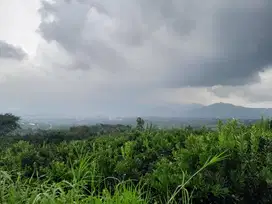 kebun jeruk produktif akses mobil lahan shm di batu