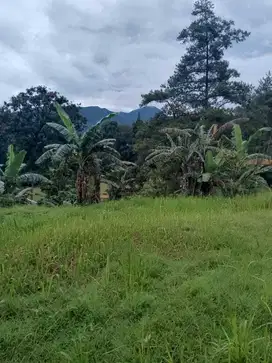 di jual tanah/lahan siap bangun di citeko Cisarua puncak