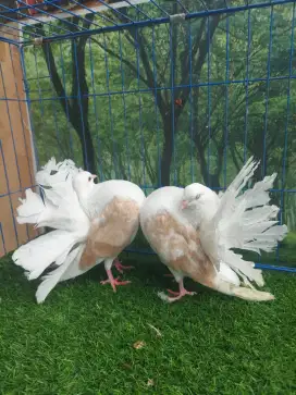 Burung Kipas // Merpati Kipas Jantan 2 Ekor. #merpatikipas