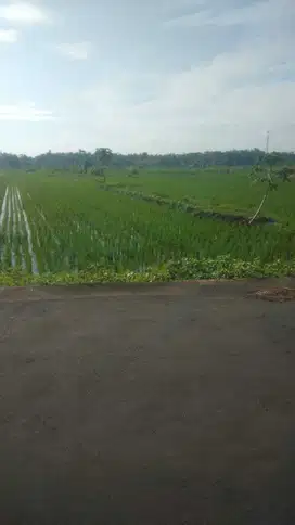 JUAL SAWAH DI TAYUBAN PANJATAN KULONPROGO