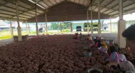 Bawang merah lokal brebes