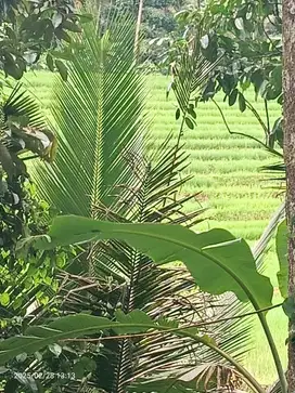 Kebun Durian dan Manggis View Sawah di Belimbing Tabanan Bali