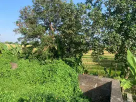 Rent land 7are view rice field raya pantai kedungu near beach jl6mtr