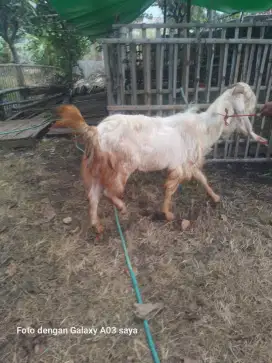 hewan kambing qurban