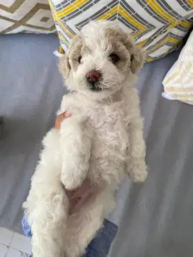 Maltipoo puppies