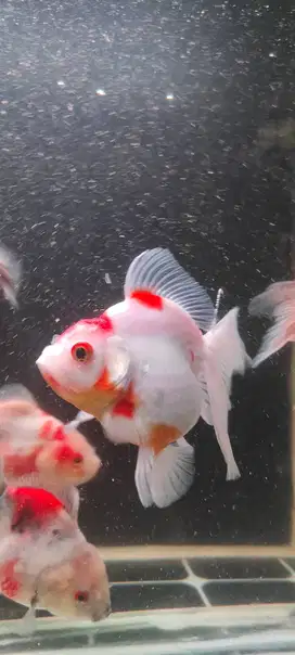 Ikan Mas koki Oranda Rose Tail size 13-14 cm