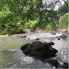 Di jual tanah kebun los sungai