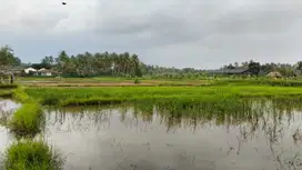 Lahan Sawah di pinggir jalan Pandeglang, Banten