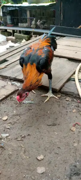 Jual ayam Bangkok Gombong