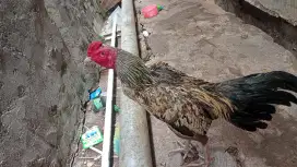 Ayam Bangkok mangon bulbi