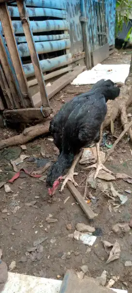 Jual 1 pasang ayam Bangkok Birma