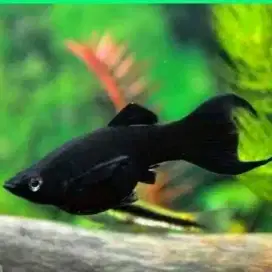 Ikan Molly Black