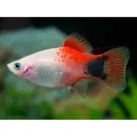 Ikan Molly carroline