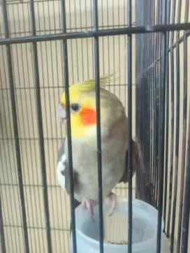 Burung Falk Australi