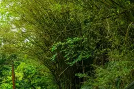 Dijual tanah kebun bambu, lahan sebagian datar sebagian berkontur