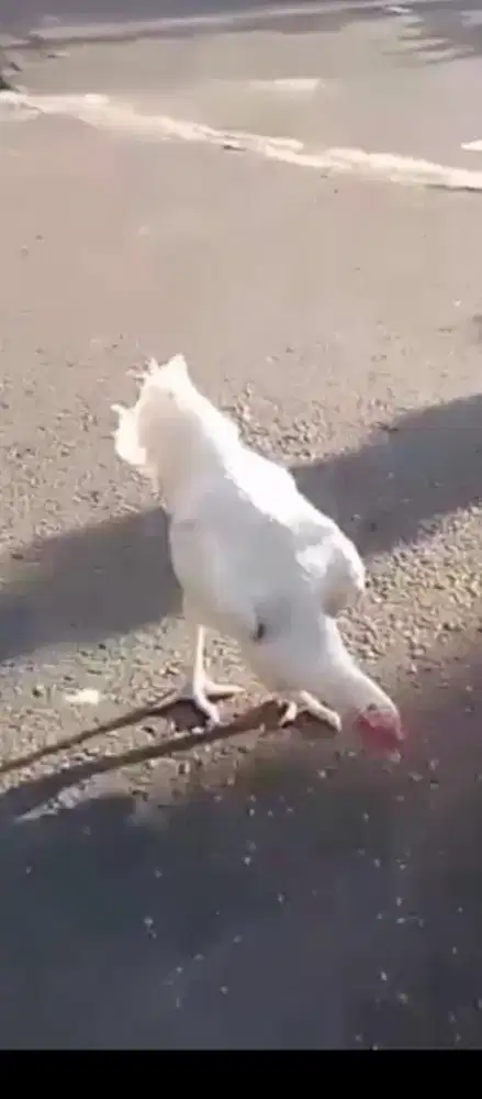 Dijual Ayam Pelung Betina Putih Polos