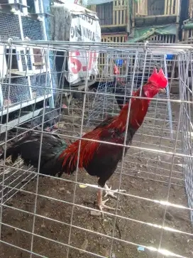 Yg minat buat pemacek smentara Krn ada minus d kaki kanan, jenis Pama