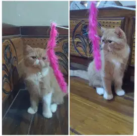 Kucing Persia Exotic Shorthair