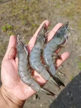 Fresh! Udang Vaname