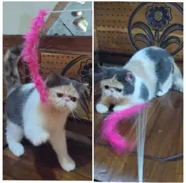 Kucing Persia Exotic Shorthair