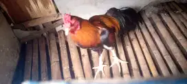 Jual ayam Bangkok klasik