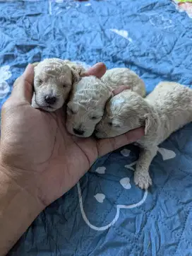 tiny poodle apricot dan light apricot female