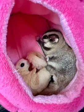 Sugar glider sepasang & kandang perlengkapannya