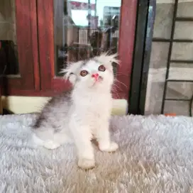 Kucing Scottish fold