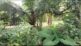Dijual Tanah lokasi Lingk. Sawe Rangsasa,  Kel.Dauhwaru, Kec. Jembrana