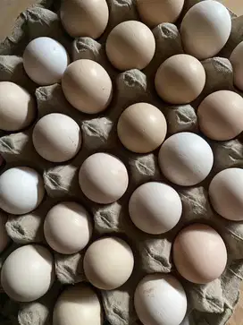 Telur kampung omega 3