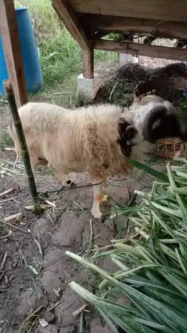 Domba qurban istimewa