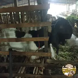 Aneka Kambing dan domba Qurban harga  mulai 3,5 juta