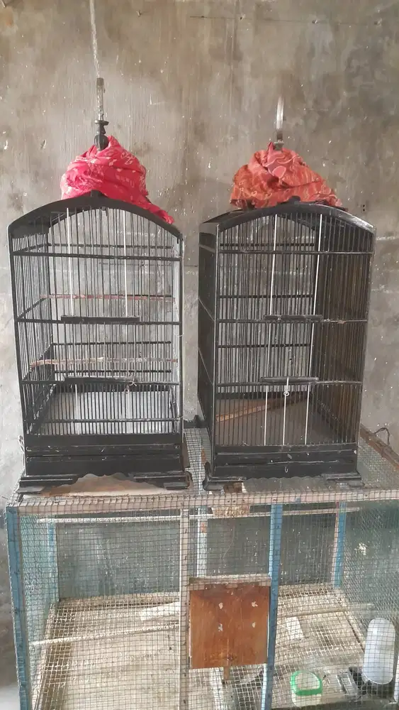 kenari kandang bekas