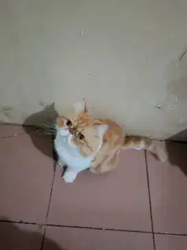 Kucing Persia & British Short Hair