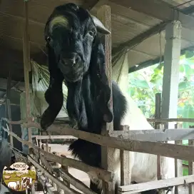 Kambing Qurban harga 5 juta