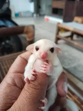 Sugar glider Joey creamino + Joey wf + CG dewasa sepasang