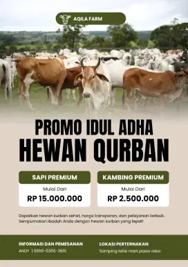 HEWAN KURBAN MURAH SAPI BIMA