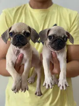 Pug Puppies lucu gendut